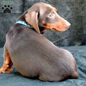 Sausage, Dachshund Puppy