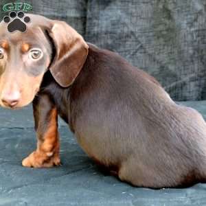 Sausage, Dachshund Puppy