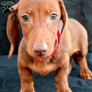 Hash brown, Dachshund Puppy