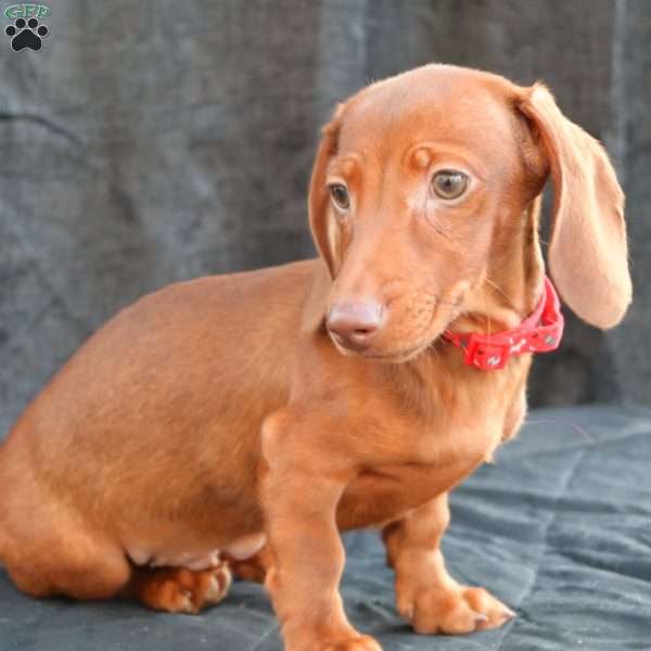 Hash brown, Dachshund Puppy