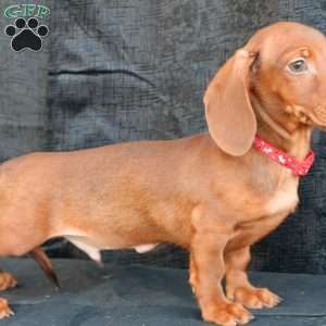 Hash brown, Dachshund Puppy