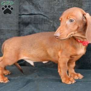 Hash brown, Dachshund Puppy