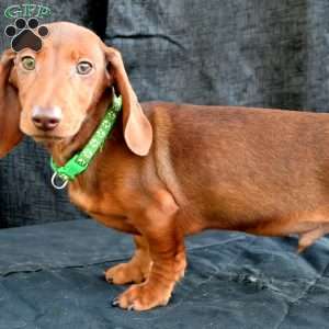 Bacon, Dachshund Puppy