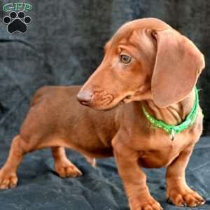 Bacon, Dachshund Puppy