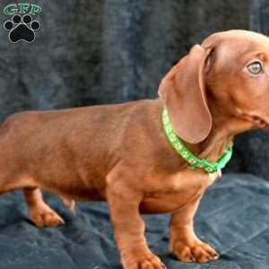 Bacon, Dachshund Puppy