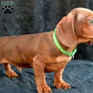 Bacon, Dachshund Puppy