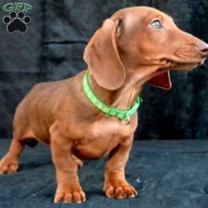 Bacon, Dachshund Puppy