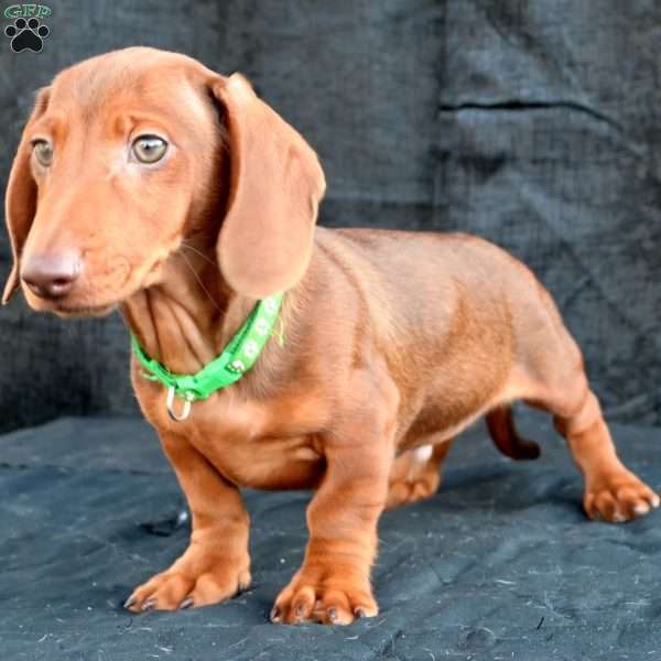 Bacon, Dachshund Puppy