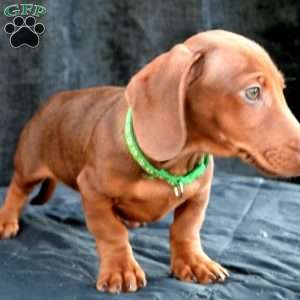 Bacon, Dachshund Puppy