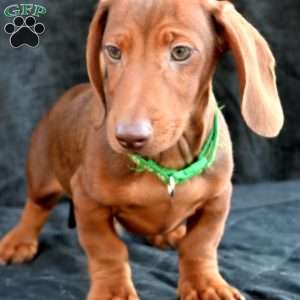 Bacon, Dachshund Puppy