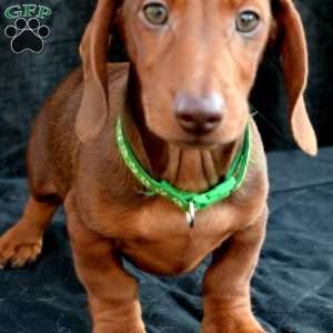 Bacon, Dachshund Puppy