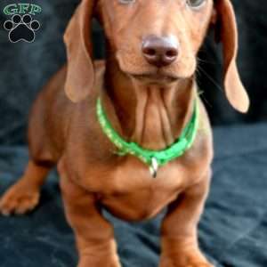 Bacon, Dachshund Puppy