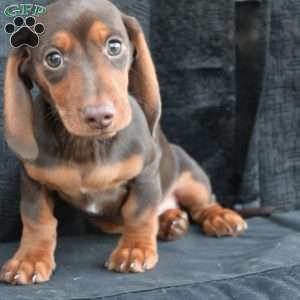 Sausage, Dachshund Puppy