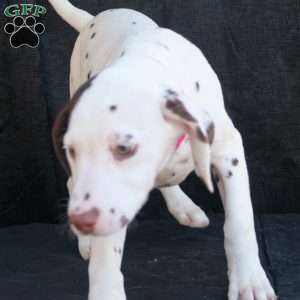 Kuddle, Dalmatian Puppy