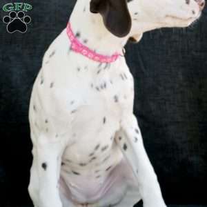 Kuddle, Dalmatian Puppy