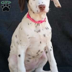 Kuddle, Dalmatian Puppy