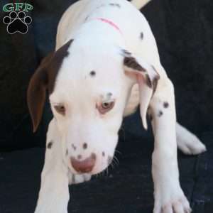 Kuddle, Dalmatian Puppy