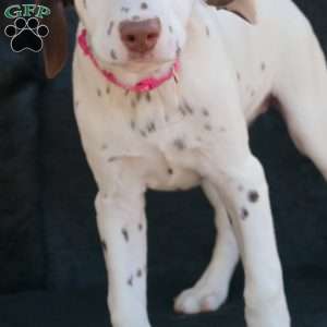 Kuddle, Dalmatian Puppy