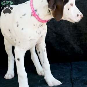 Kuddle, Dalmatian Puppy