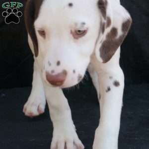 Kuddle, Dalmatian Puppy