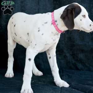 Kuddle, Dalmatian Puppy