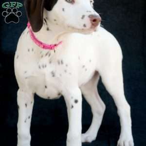 Kuddle, Dalmatian Puppy