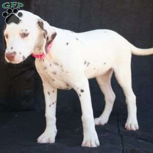 Kuddle, Dalmatian Puppy