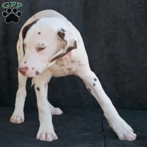 Kuddle, Dalmatian Puppy