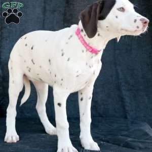 Kuddle, Dalmatian Puppy