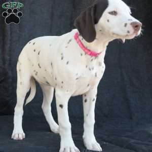 Kuddle, Dalmatian Puppy