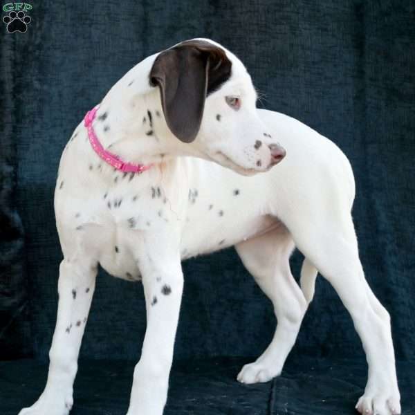 Kuddle, Dalmatian Puppy