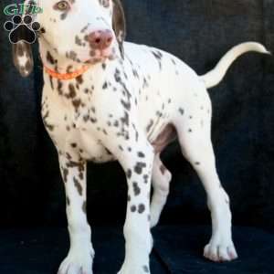 Kink, Dalmatian Puppy