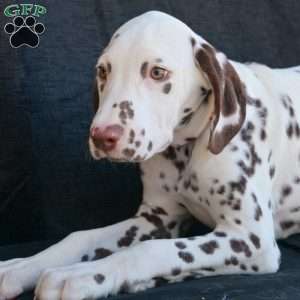 Kink, Dalmatian Puppy