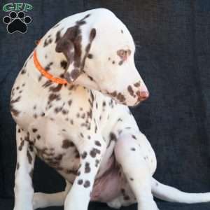 Kink, Dalmatian Puppy