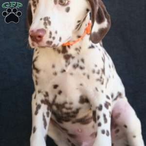 Kink, Dalmatian Puppy