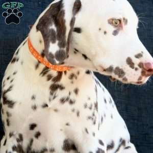 Kink, Dalmatian Puppy