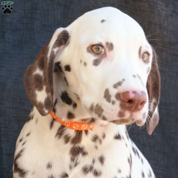 Kink, Dalmatian Puppy