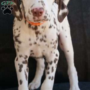 Kink, Dalmatian Puppy