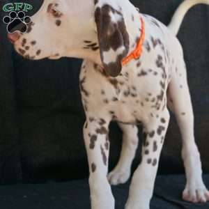 Kink, Dalmatian Puppy