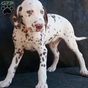 Kink, Dalmatian Puppy