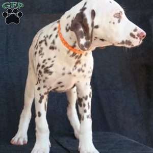 Kink, Dalmatian Puppy