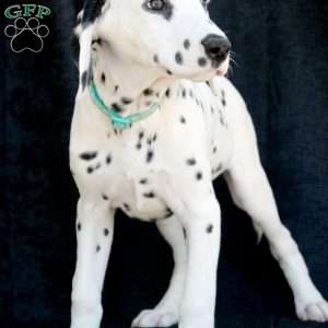 Kindle, Dalmatian Puppy