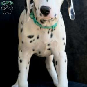 Kindle, Dalmatian Puppy