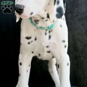 Kindle, Dalmatian Puppy