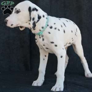 Kindle, Dalmatian Puppy