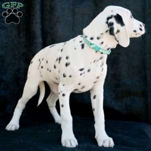 Kindle, Dalmatian Puppy