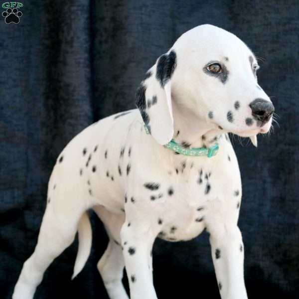 Kindle, Dalmatian Puppy