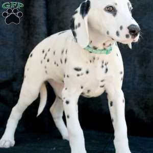 Kindle, Dalmatian Puppy