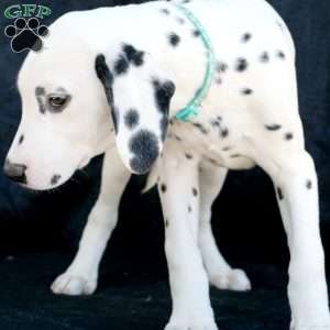 Kindle, Dalmatian Puppy