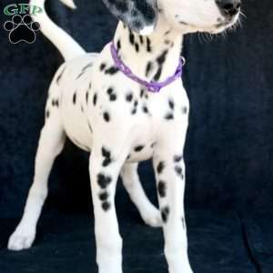 Button, Dalmatian Puppy